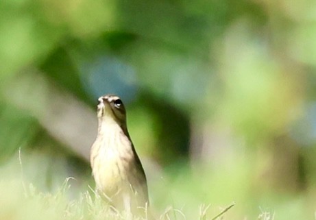 Palm Warbler - ML643442867