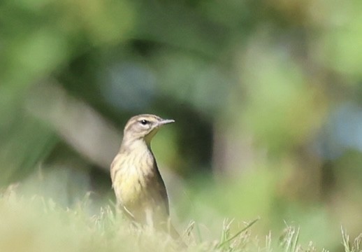Palm Warbler - ML643442868