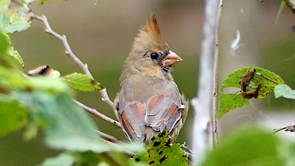 Northern Cardinal - ML643442869