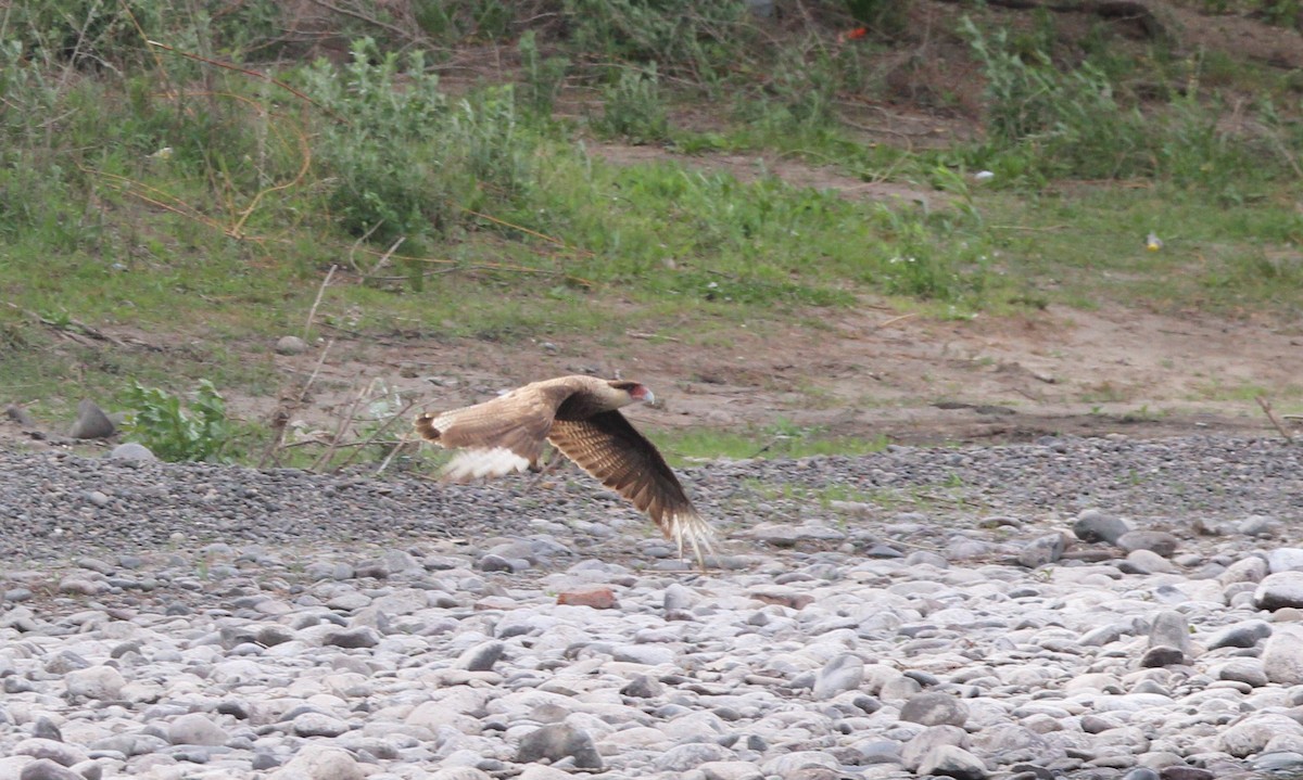 Crested Caracara - ML643442870