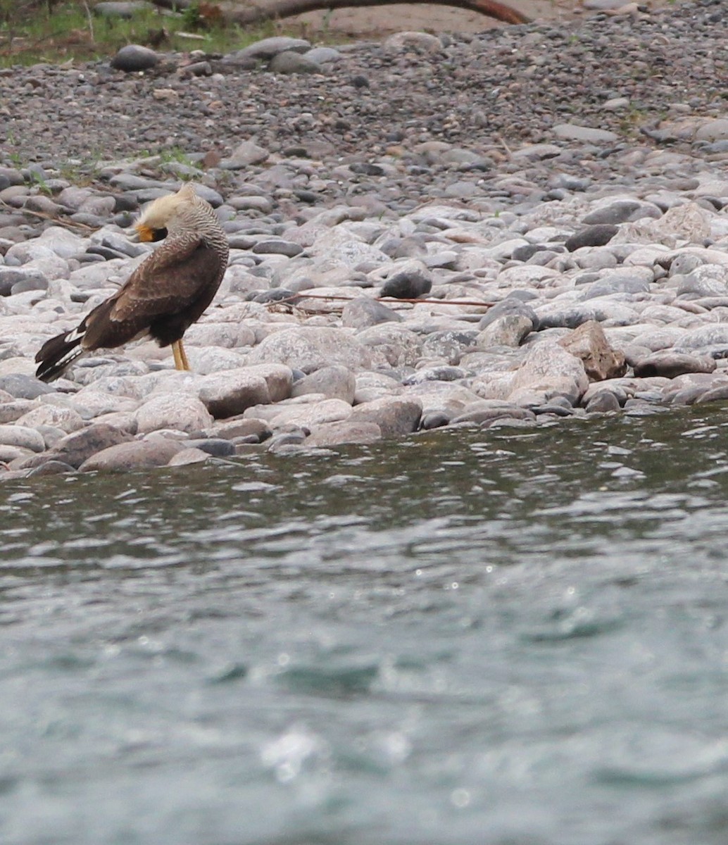 Crested Caracara - ML643442871