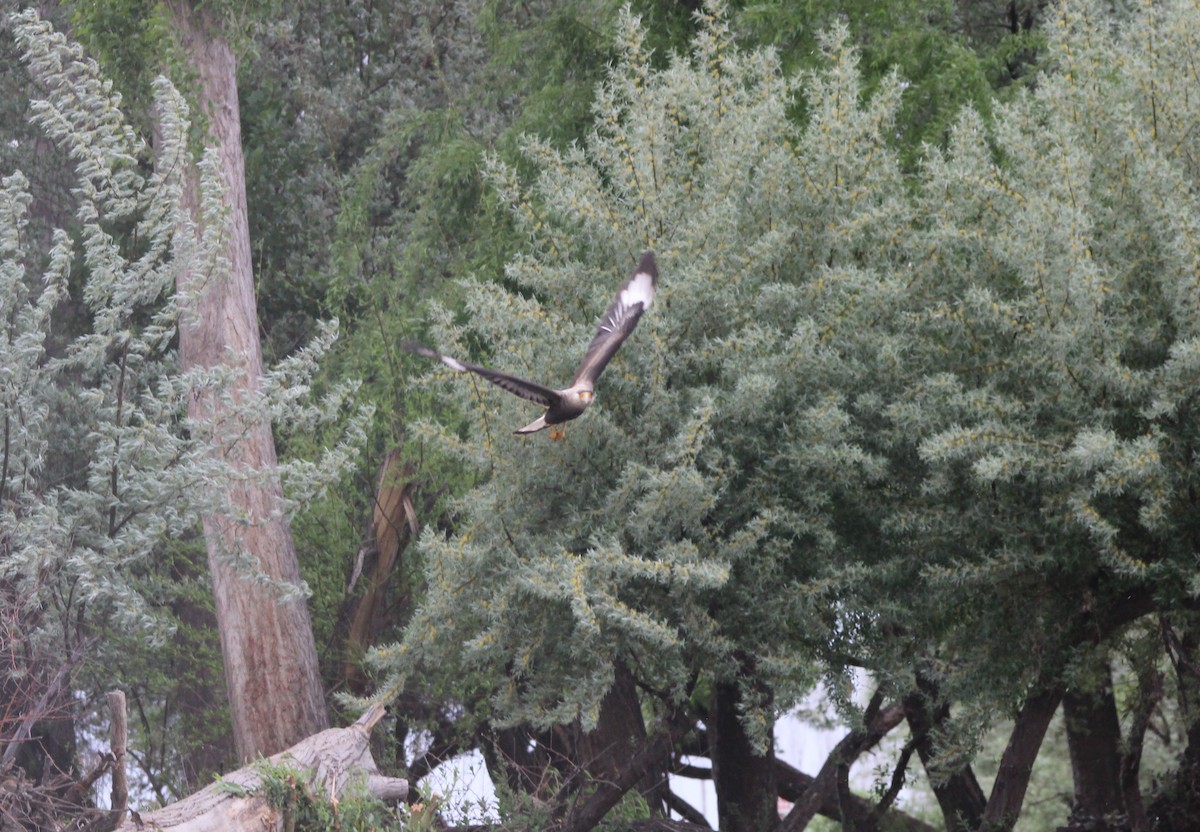 Crested Caracara - ML643442872