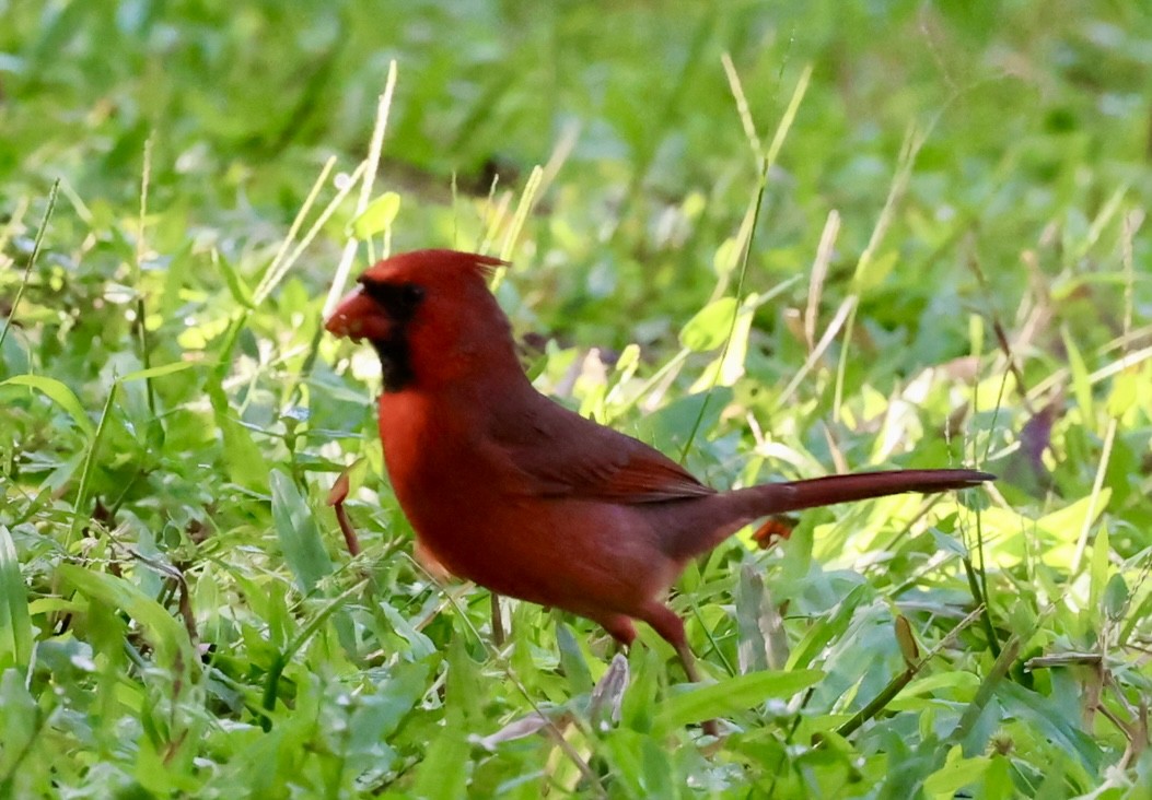 Northern Cardinal - ML643442874