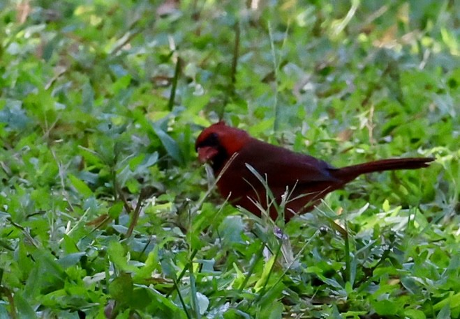 Northern Cardinal - ML643442875