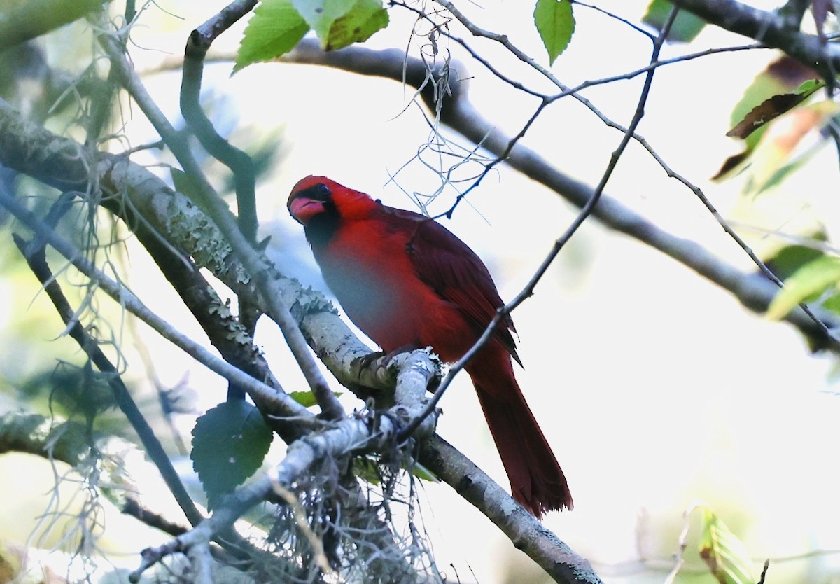 Northern Cardinal - ML643442876