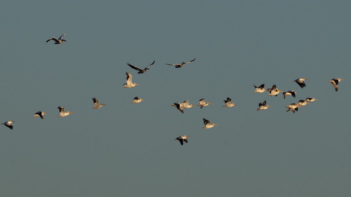 American White Pelican - ML643442882