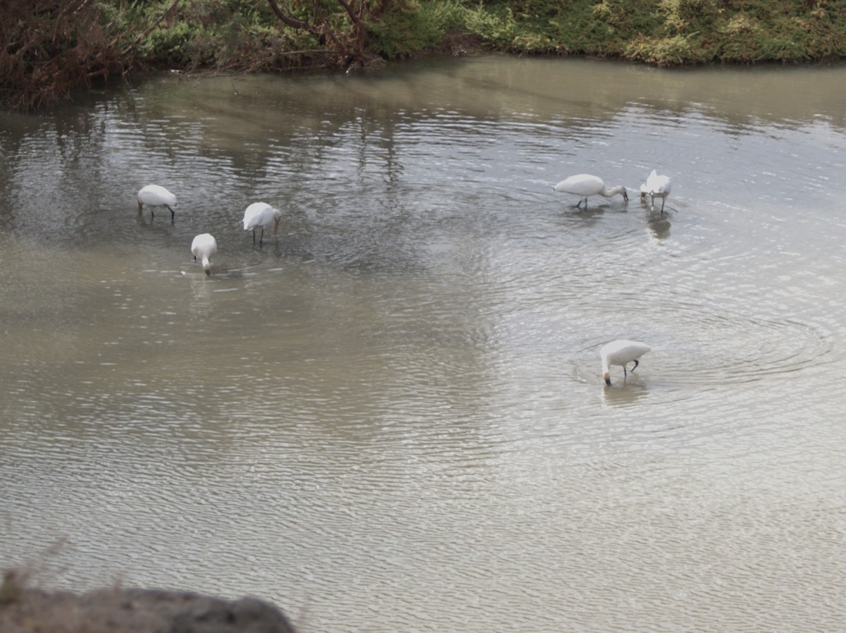 Eurasian Spoonbill - ML643442904