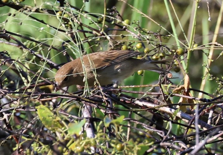 Indigo Bunting - ML643442908