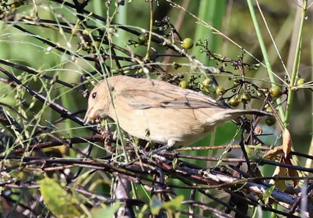 Indigo Bunting - ML643442909