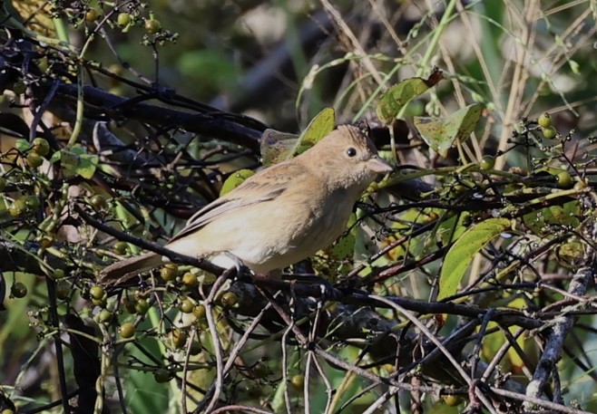 Indigo Bunting - ML643442910
