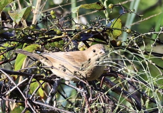 Indigo Bunting - ML643442911