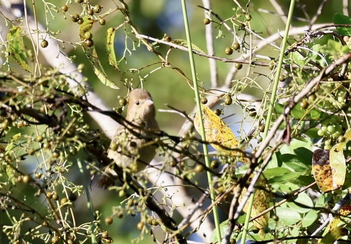 Indigo Bunting - ML643442912