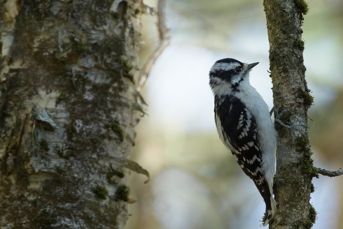 Downy Woodpecker - ML643442914