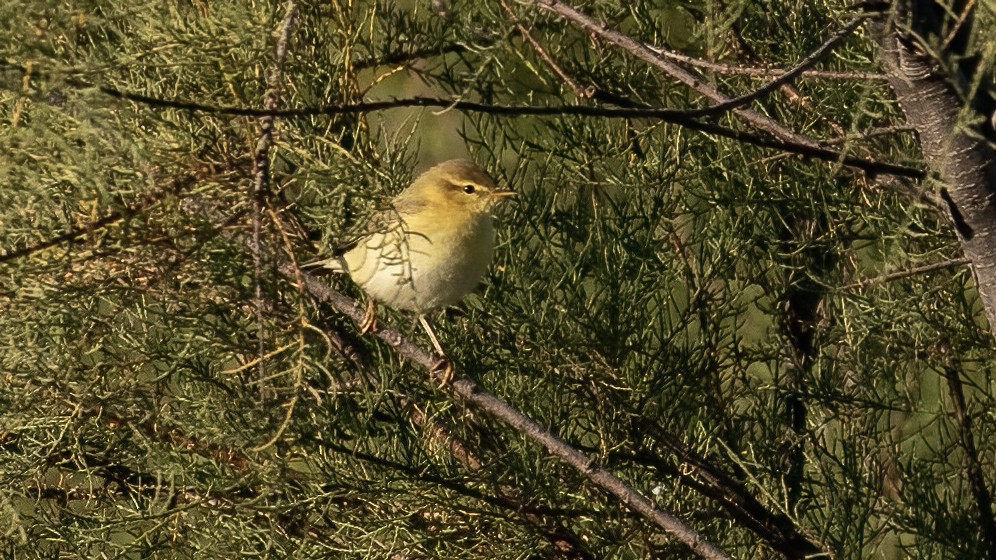 Willow Warbler - ML643442921