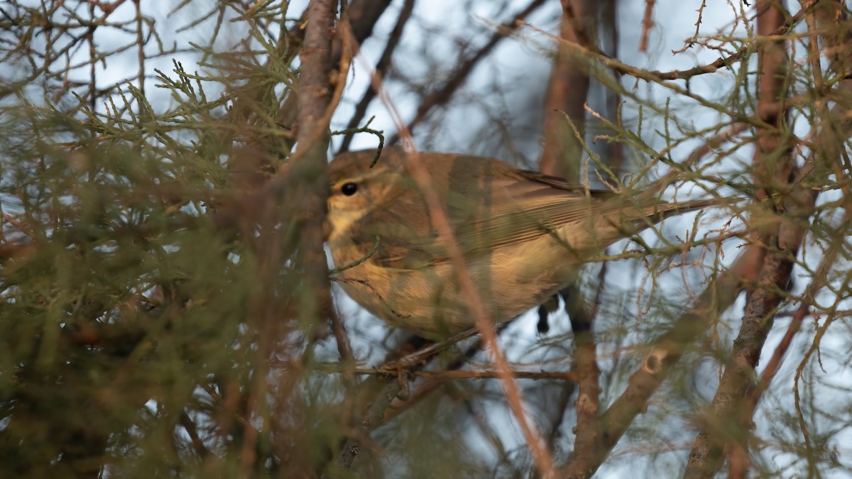 Willow Warbler - ML643442922