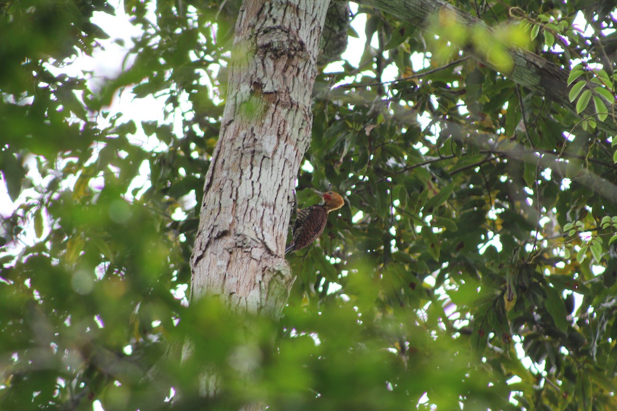 Ringed Woodpecker (Atlantic Black-breasted) - ML643442926