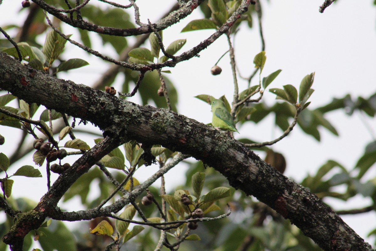 Spectacled Parrotlet - ML643442930