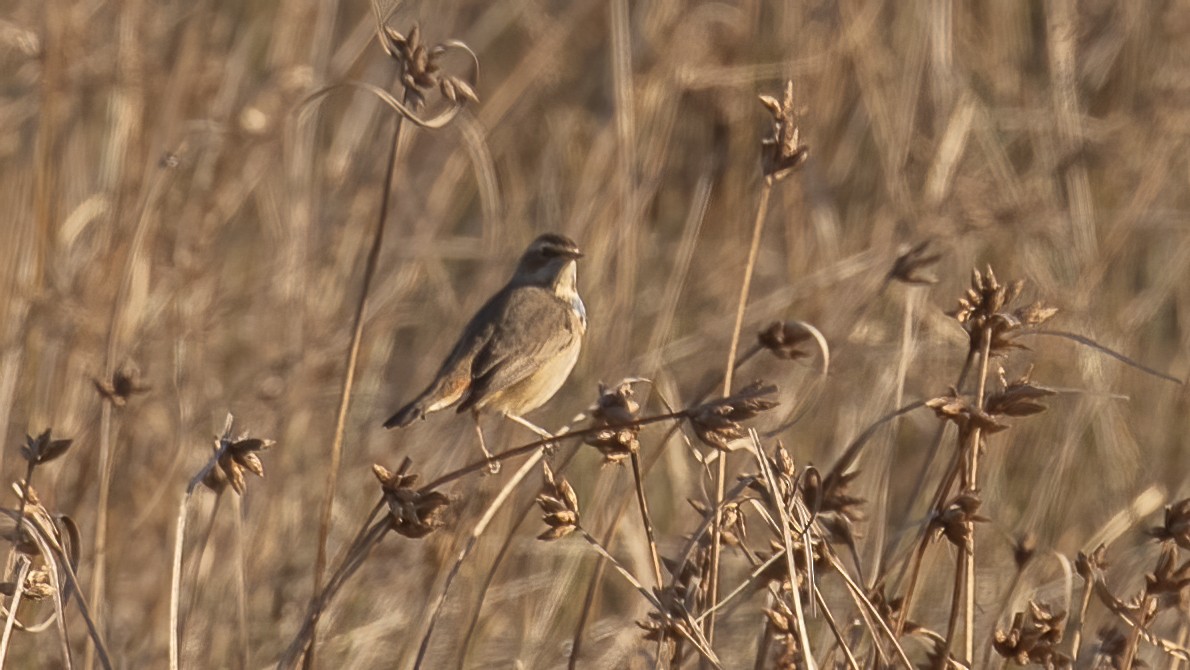 Bluethroat - ML643442936