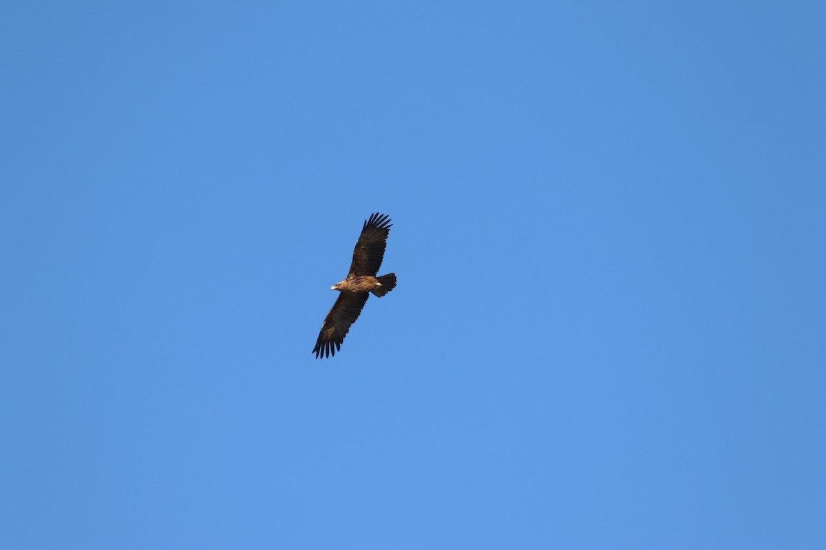 Tawny Eagle - ML643442942