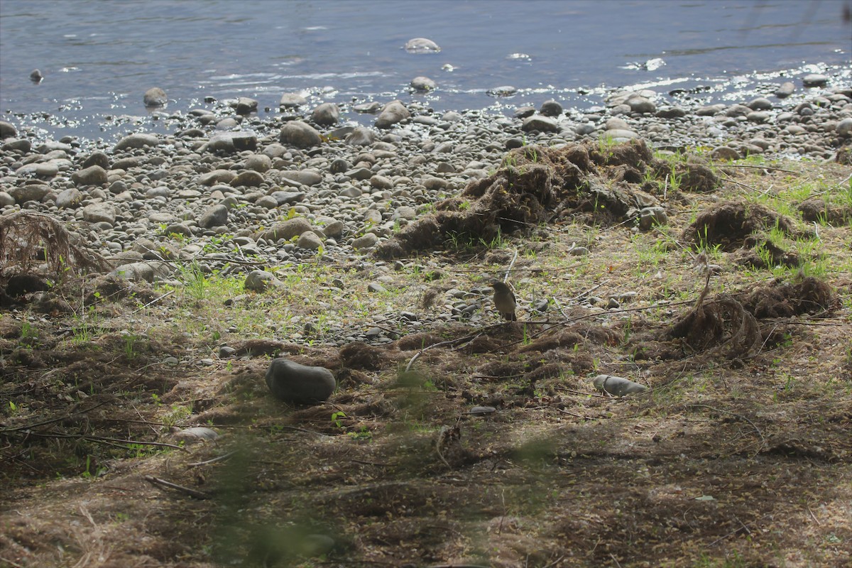Creamy-bellied Thrush - ML643442943