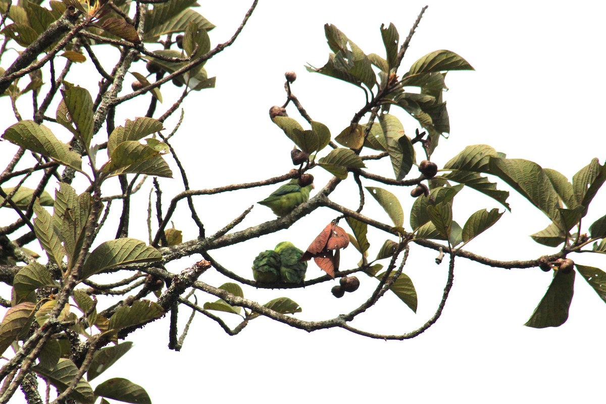 Spectacled Parrotlet - ML643442945
