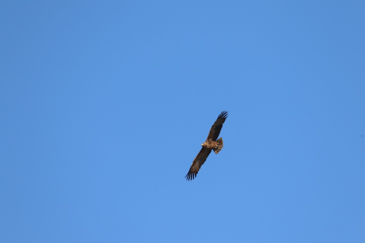 Tawny Eagle - ML643442952