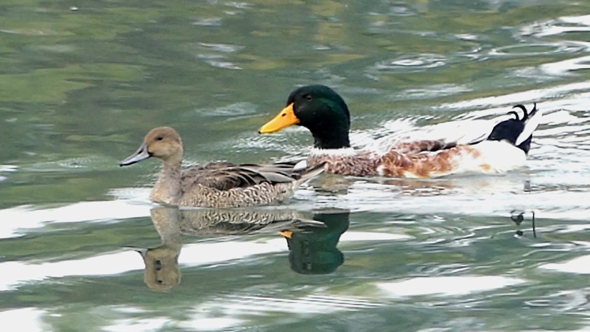 Mallard (Domestic type) - ML643442953
