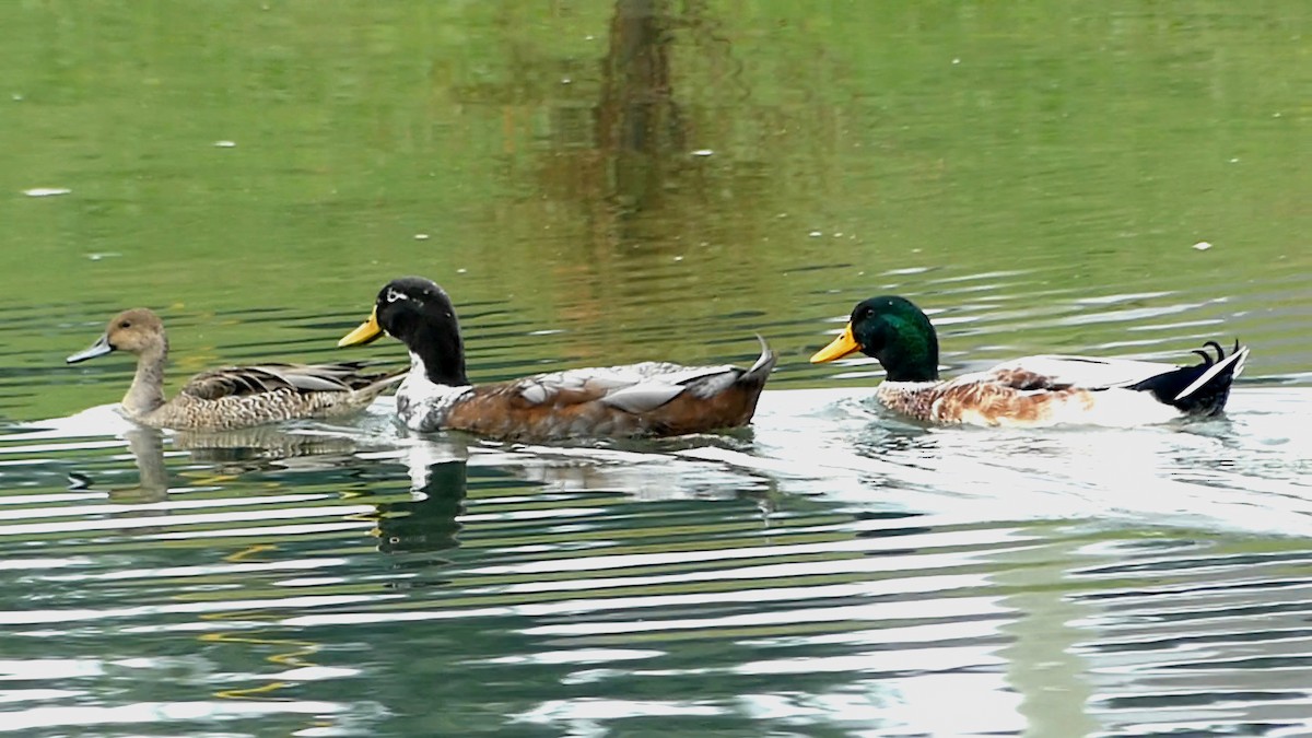 Mallard (Domestic type) - ML643442954