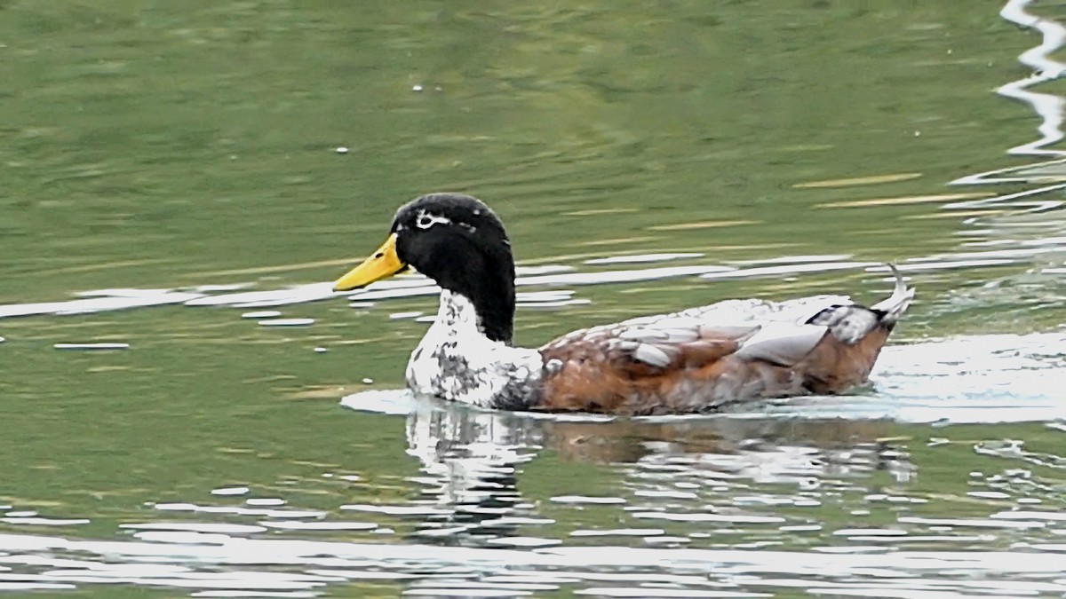 Mallard (Domestic type) - ML643442955