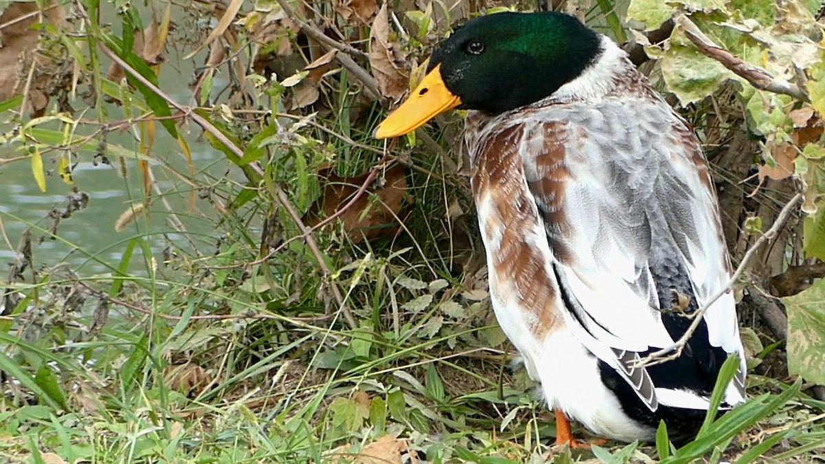 Mallard (Domestic type) - ML643442956