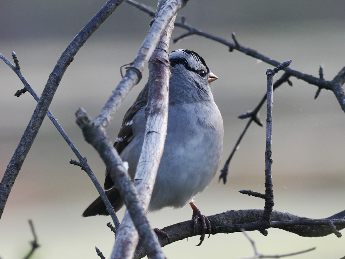 White-crowned Sparrow - ML643442962