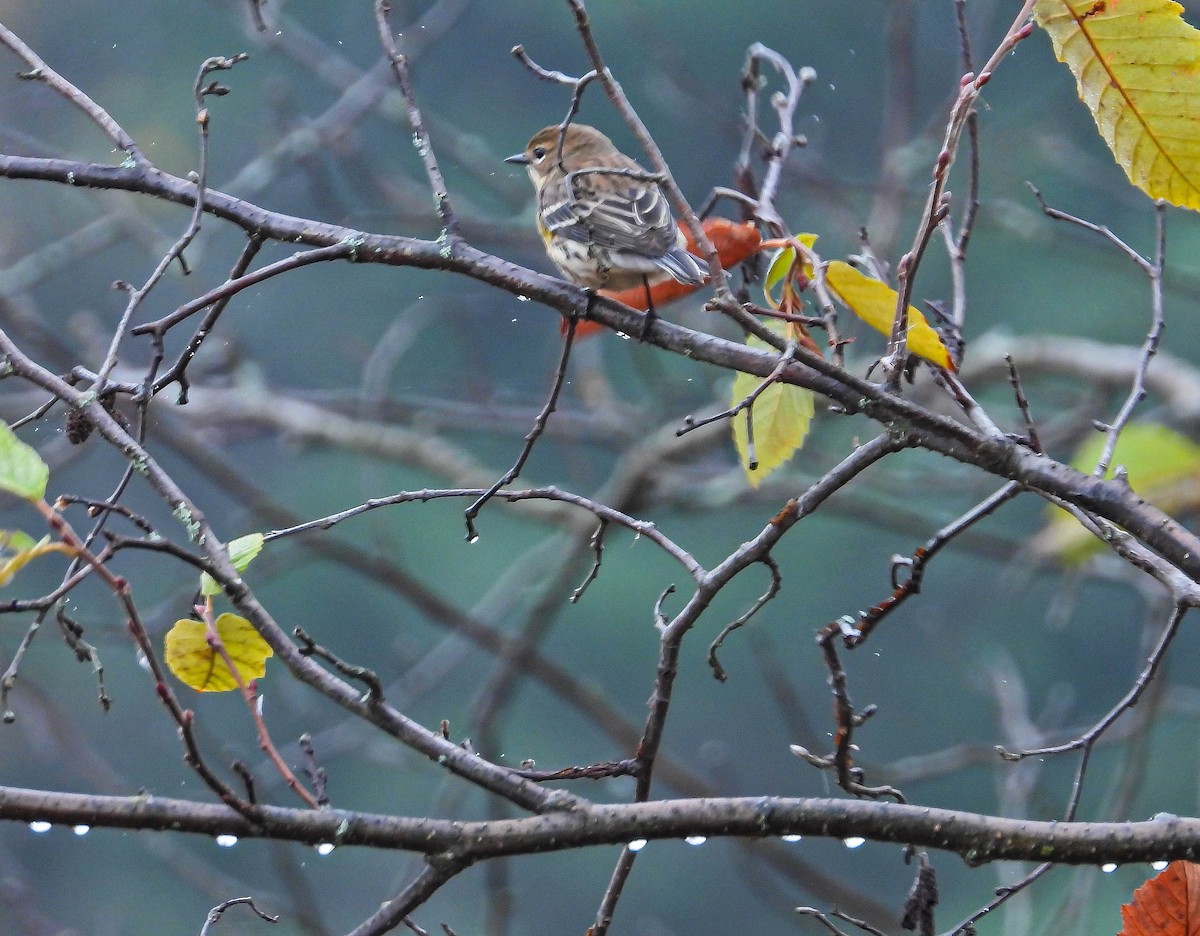 Yellow-rumped Warbler - ML643442964