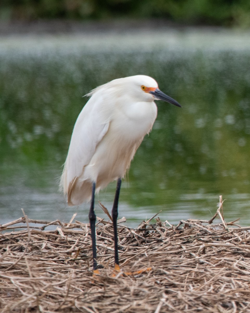 Snowy Egret - ML643442966