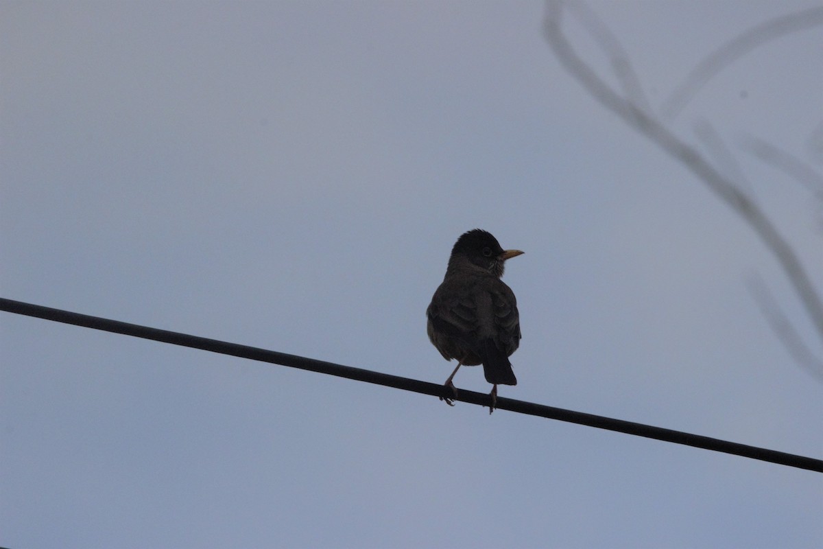 Chiguanco Thrush - ML643442967
