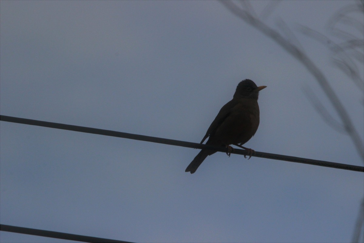 Chiguanco Thrush - ML643442968