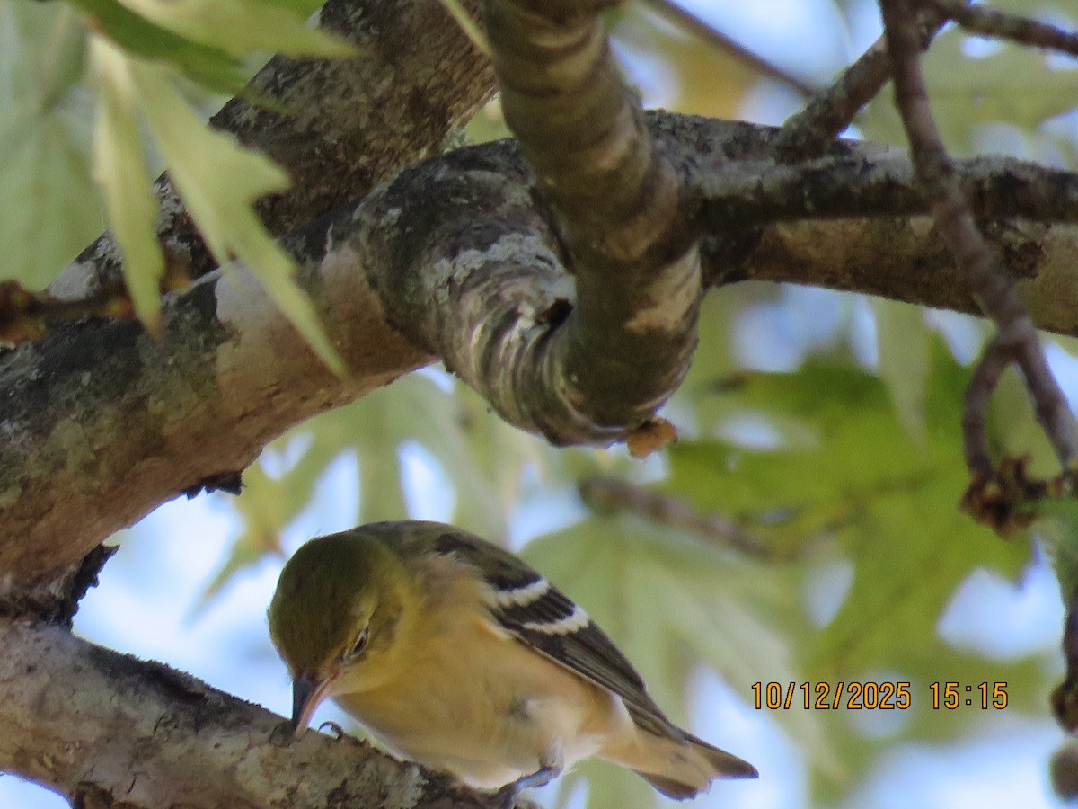 Bay-breasted Warbler - ML643442969