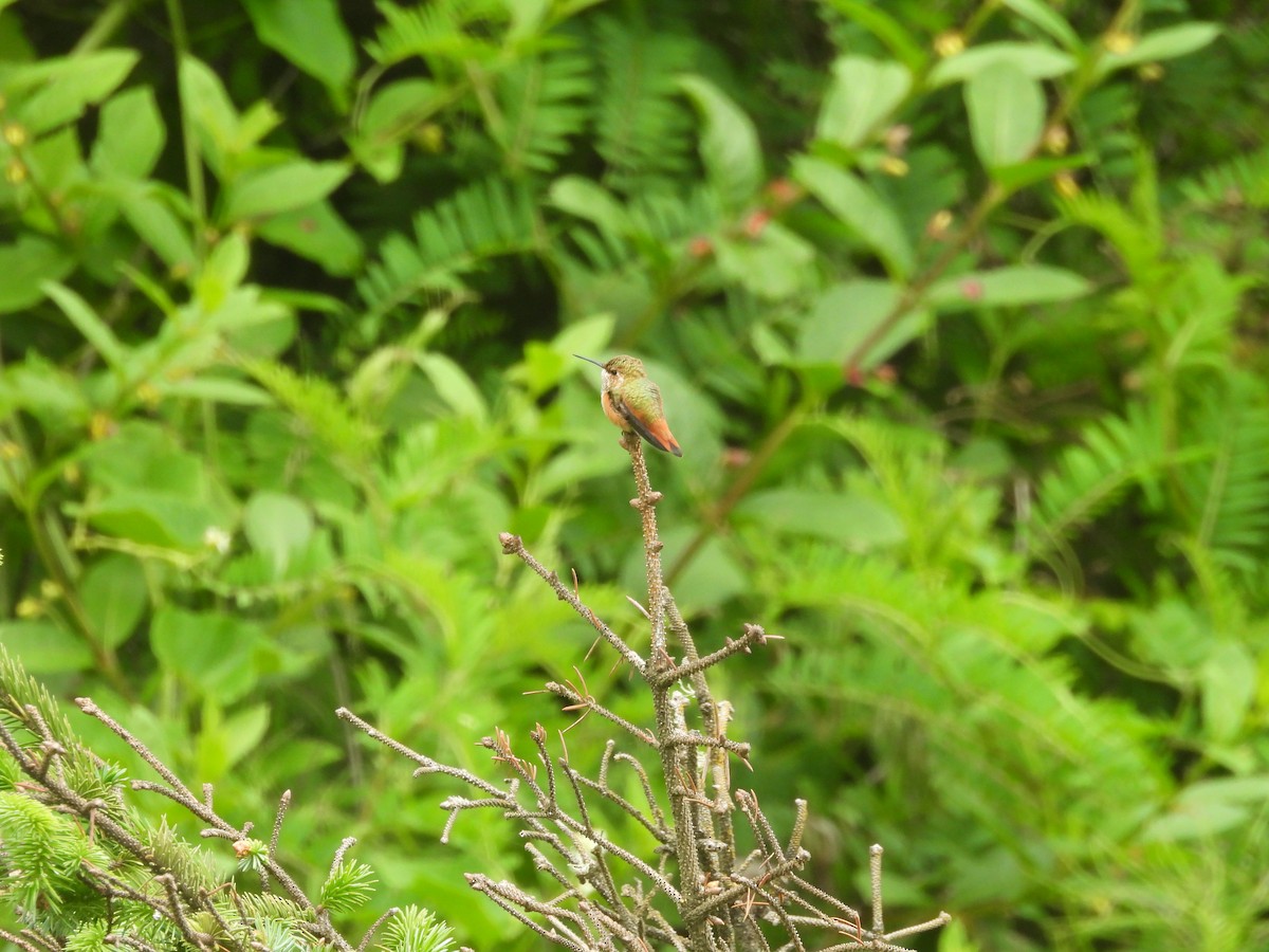 Rufous Hummingbird - ML643442973