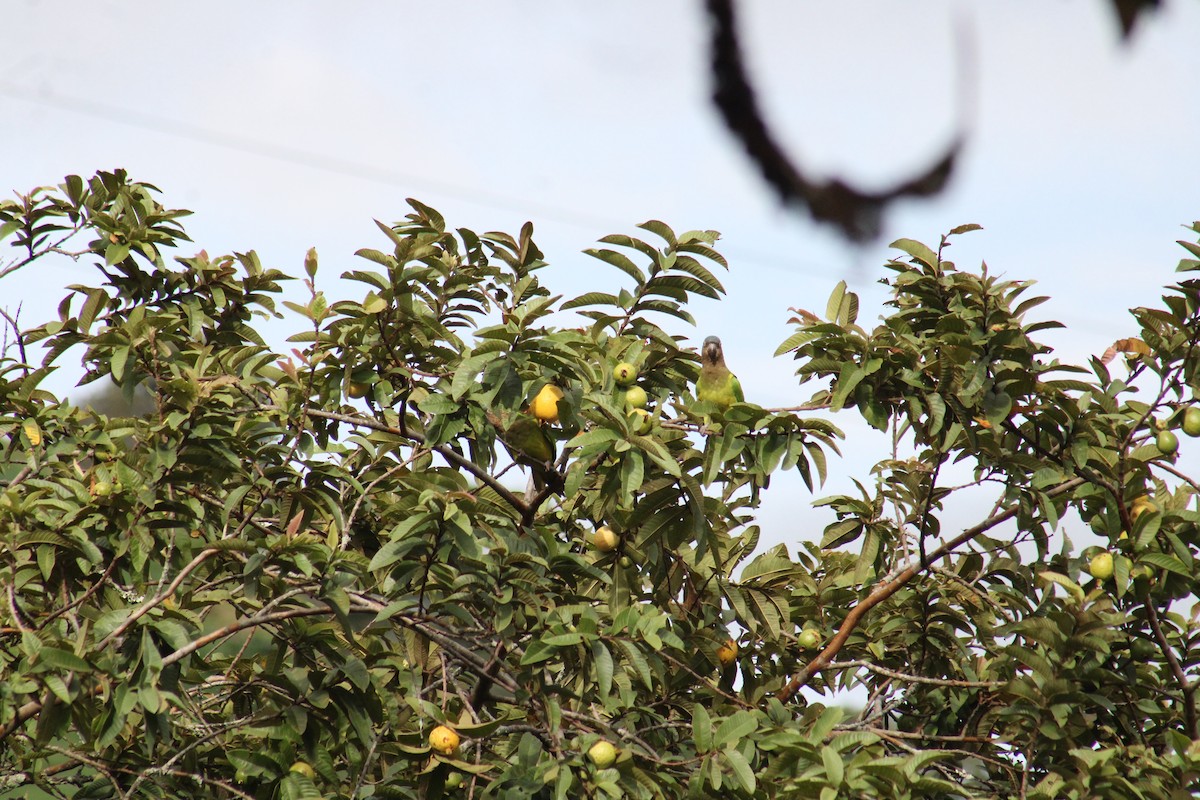 Brown-throated Parakeet - ML643442974