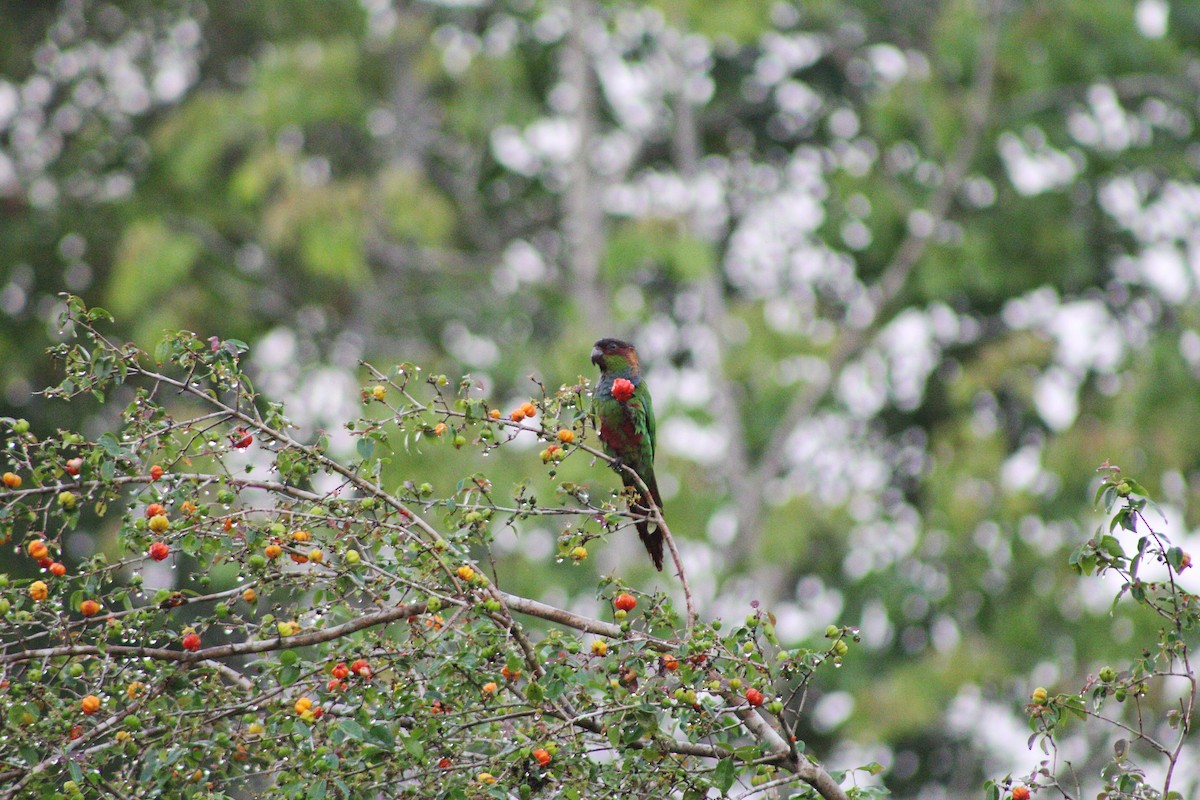 Ochre-marked Parakeet - ML643442976