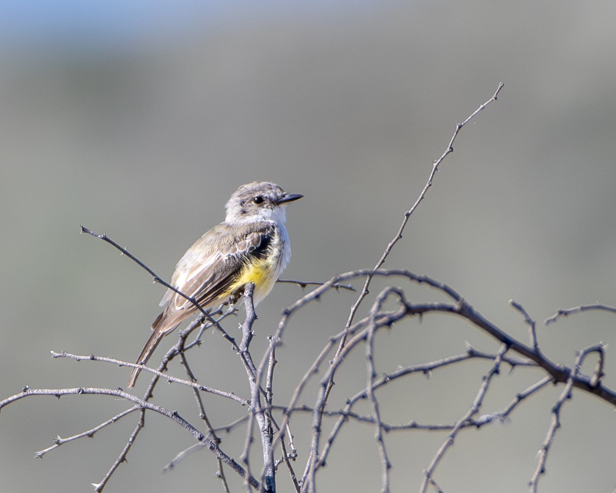 Vermilion Flycatcher - ML643442978