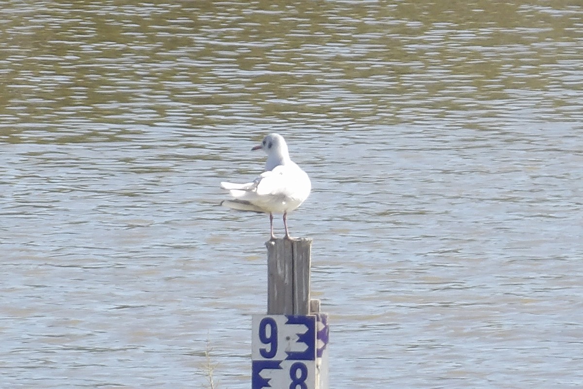 Antxeta mokogorria - ML643442981