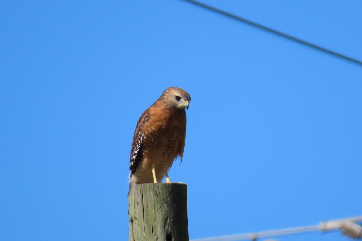 Red-shouldered Hawk - ML643442982