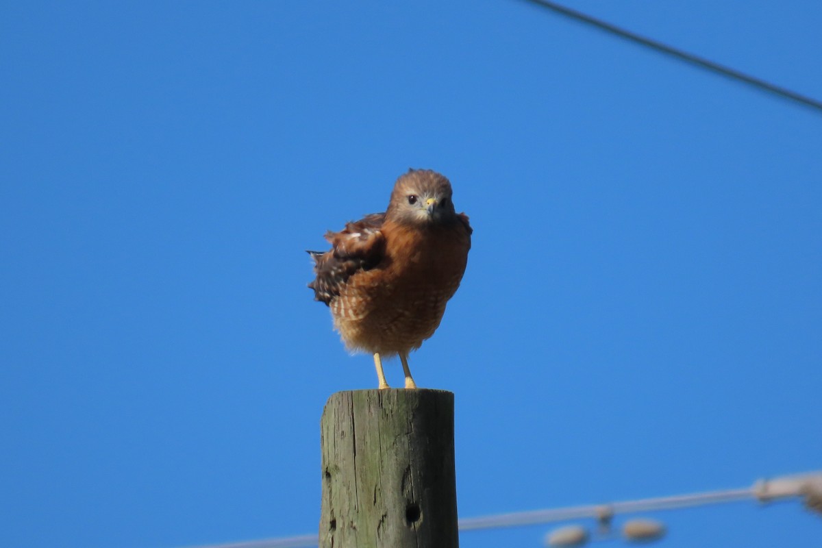 Red-shouldered Hawk - ML643442983