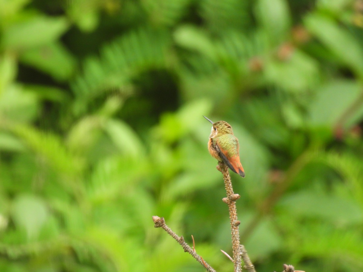 Rufous Hummingbird - ML643442985