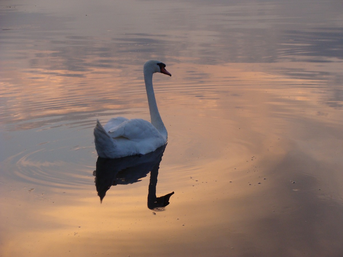 Mute Swan - ML643442986