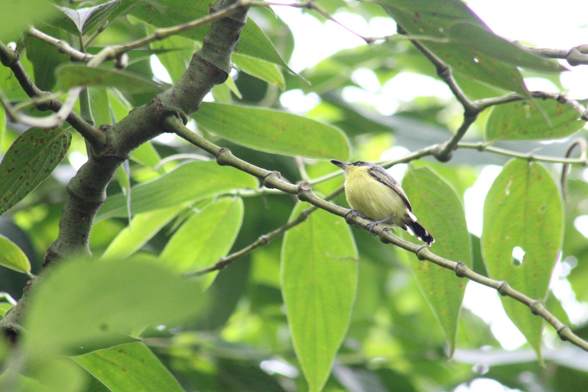 Common Tody-Flycatcher - ML643442995