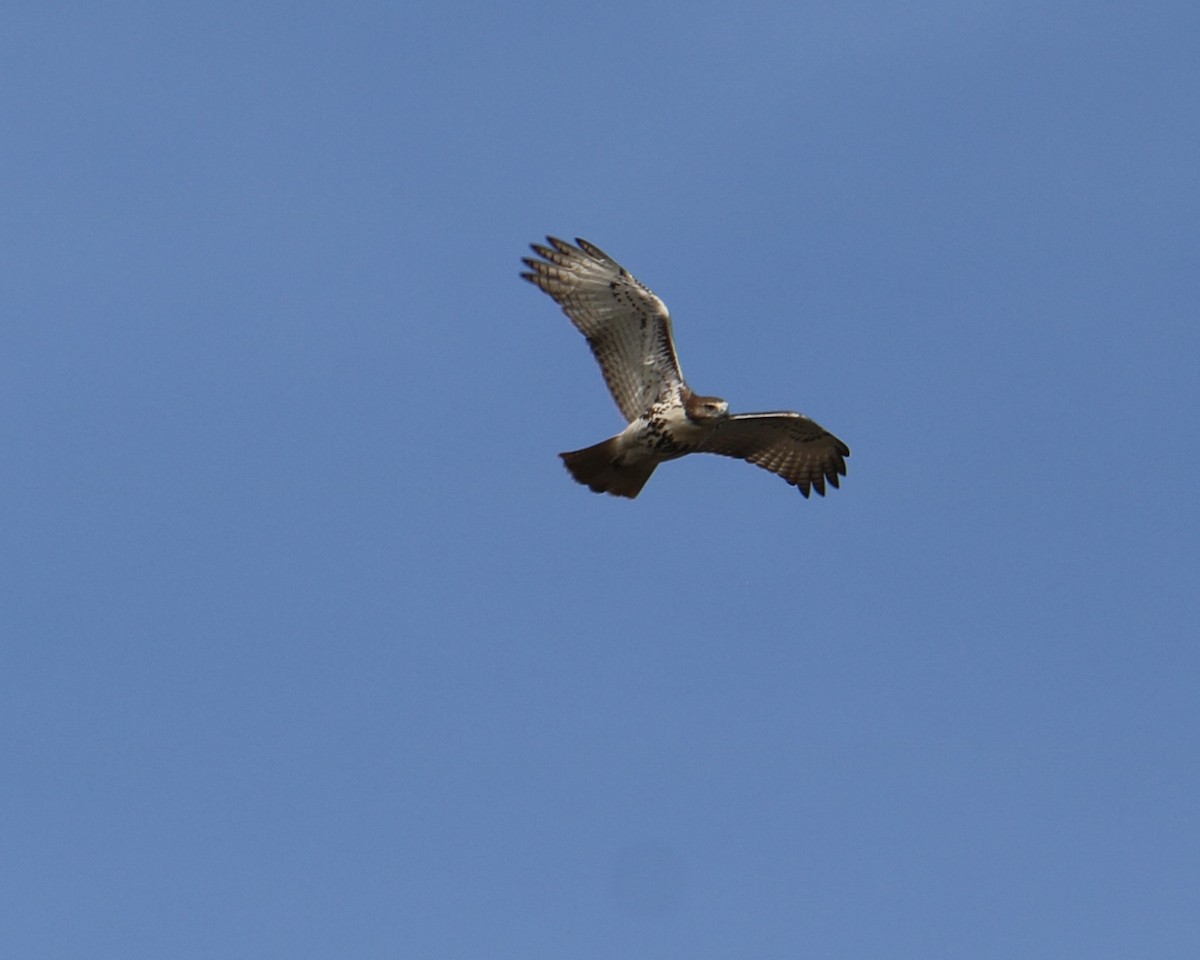 Zapelatz buztangorria - ML643442997