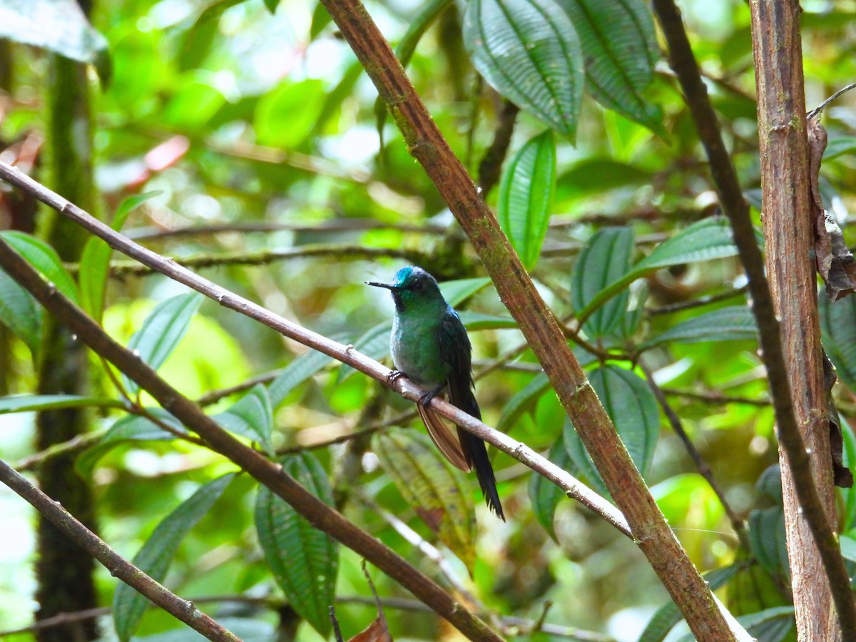 Long-tailed Sylph - ML643442998