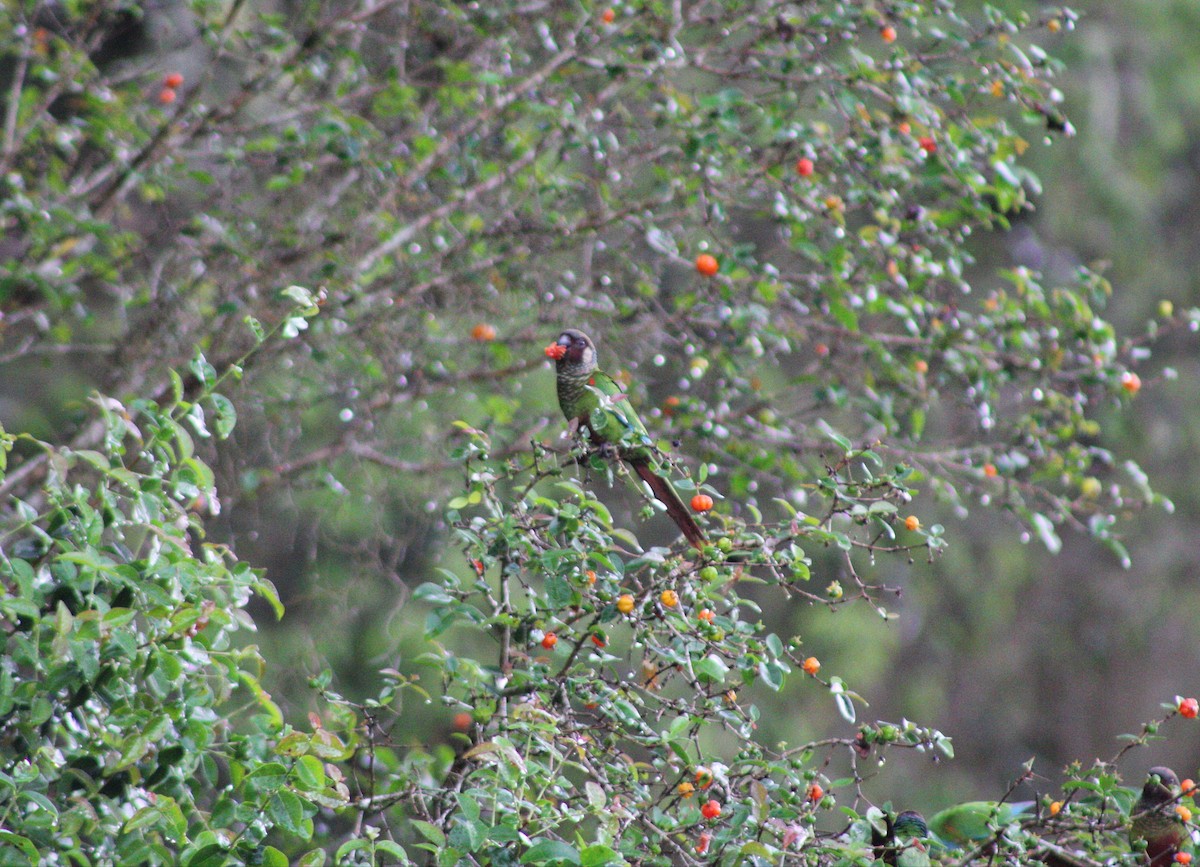 Maroon-faced Parakeet - ML643443000