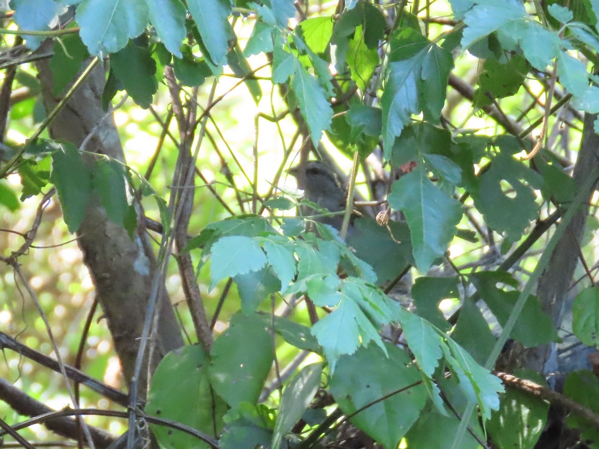 Black-striped Sparrow - ML643443015